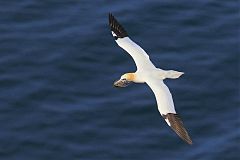 Northern Gannet